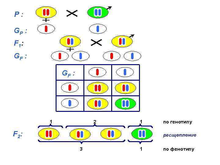 P: GP : F 1: GF : 1 2 1 F 2: по генотипу