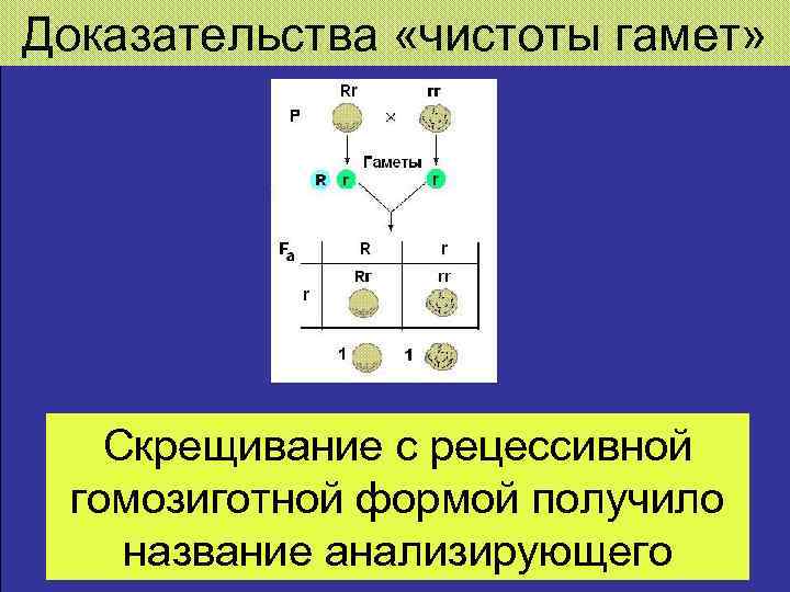 Доказательства «чистоты гамет» Скрещивание с рецессивной гомозиготной формой получило название анализирующего 