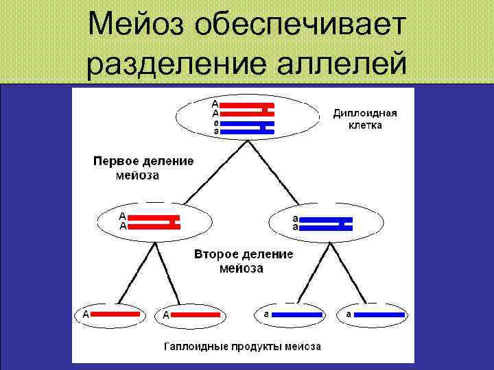 Мейоз обеспечивает разделение аллелей 