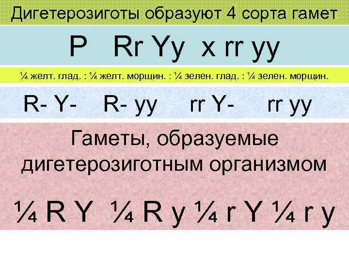 Дигетерозиготы образуют 4 сорта гамет P Rr Yy x rr yy ¼ желт. глад.