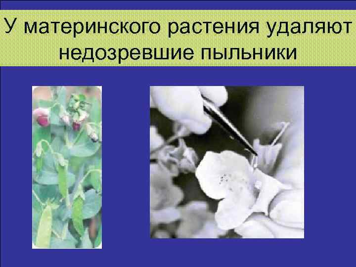 У материнского растения удаляют недозревшие пыльники 
