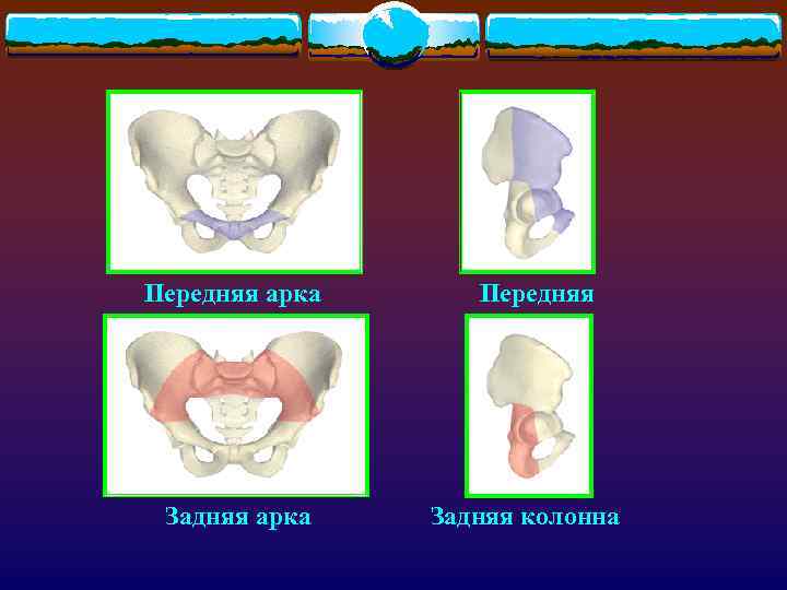 Передняя арка Задняя арка Передняя колонна Задняя колонна 