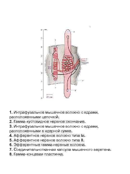 1. Интрафузальное мышечное волокно с ядрами, расположенными цепочкой. 2. Гамма-кустовидное нервное окончание. 3. Интрафузальное