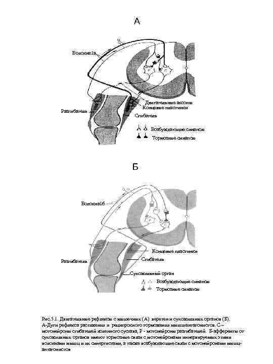 А Волокна 1 а Разгибатель Двигательные аксоны Концевые пластинки Сгибатель Возбуждающие синапсы Тормозные синапсы