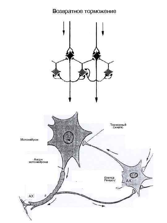 Возвратное торможение Тормозный синапс Мотонейрон Аксон мотонейрона Клетка Реншоу АХ 