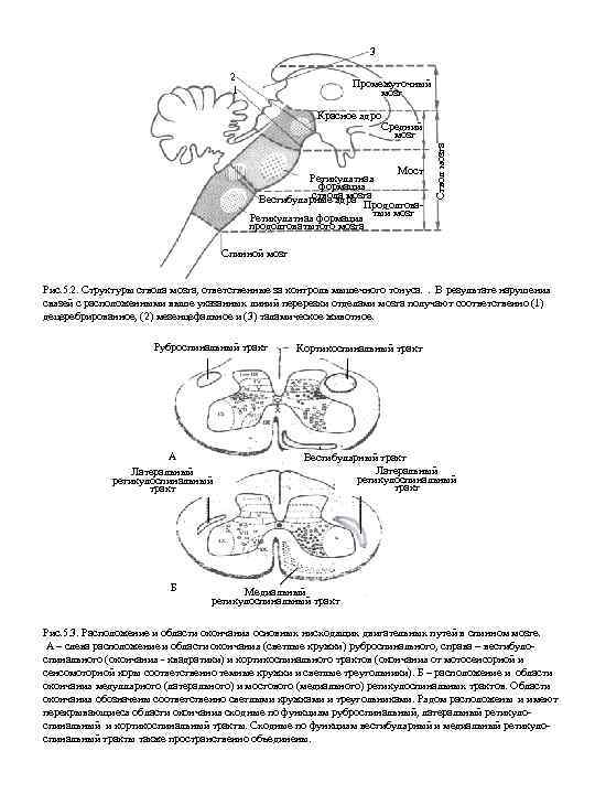 3 2 1 Промежуточный мозг Средний мозг Мост Ретикулятная формация ствола мозга Вестибулярные ядра