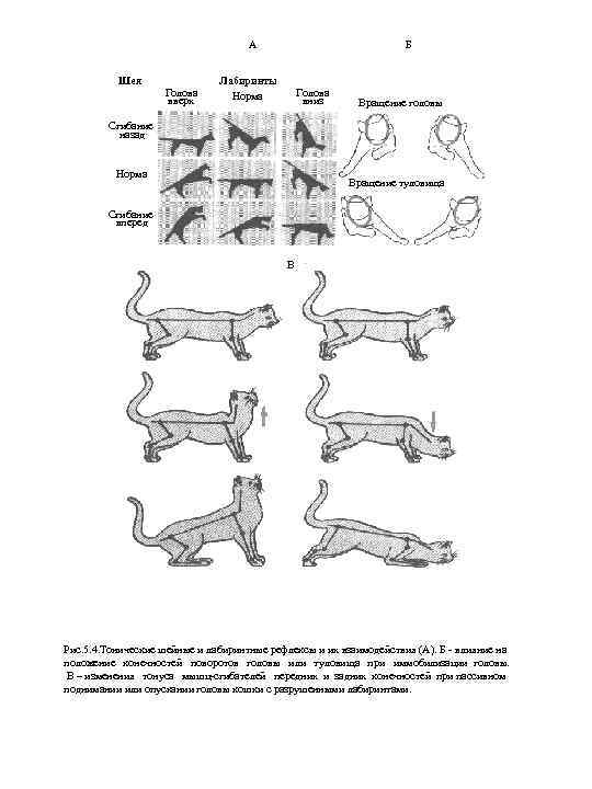 А Шея Голова вверх Б Лабиринты Норма Голова вниз Вращение головы Сгибание назад Норма