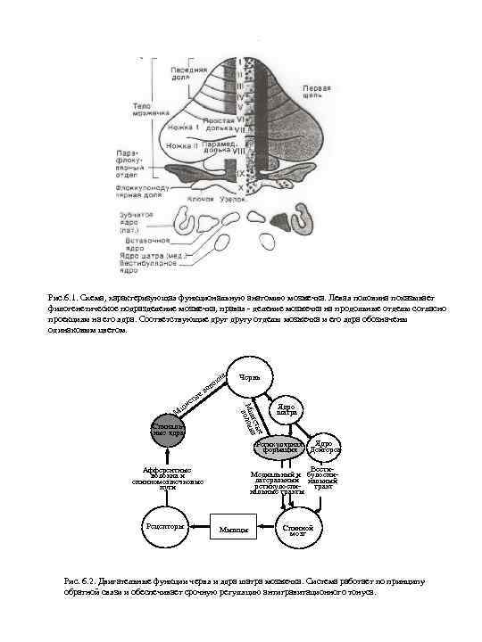 Рис. 6. 1. Схема, характеризующая функциональную анатомию мозжечка. Левая половина показывает филогенетическое подразделение мозжечка,