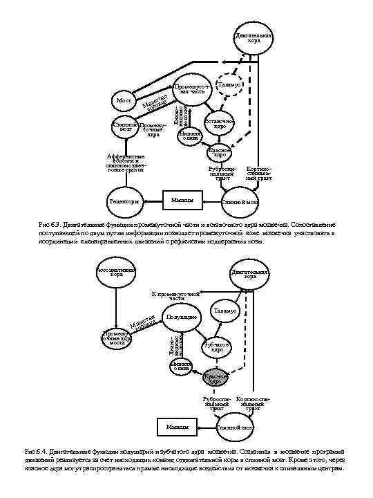 Двигательная кора Спинной Промежумозг точные ядра Лиановидные волокна ые ист а Мшлокн во Мост