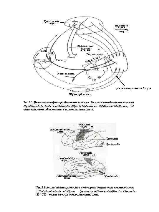 Двигательная кора ПВЯ СЦ Волокна от коры к полосатому телу Эфферентные волокна от коры