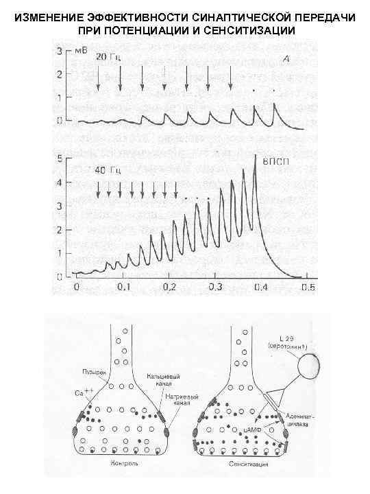 ИЗМЕНЕНИЕ ЭФФЕКТИВНОСТИ СИНАПТИЧЕСКОЙ ПЕРЕДАЧИ ПРИ ПОТЕНЦИАЦИИ И СЕНСИТИЗАЦИИ 
