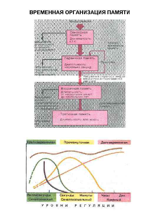 ВРЕМЕННАЯ ОРГАНИЗАЦИЯ ПАМЯТИ 