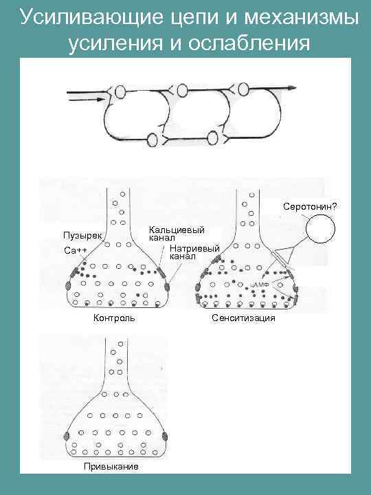 Усиливающие цепи и механизмы усиления и ослабления Серотонин? Пузырек Са++ Контроль Привыкание Кальциевый канал