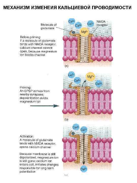 МЕХАНИЗМ ИЗМЕНЕИЯ КАЛЬЦИЕВОЙ ПРОВОДИМОСТИ 