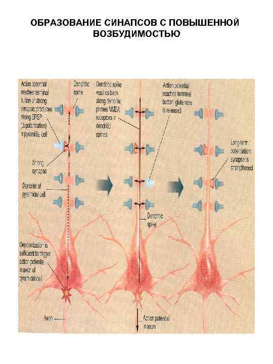 ОБРАЗОВАНИЕ СИНАПСОВ С ПОВЫШЕННОЙ ВОЗБУДИМОСТЬЮ 