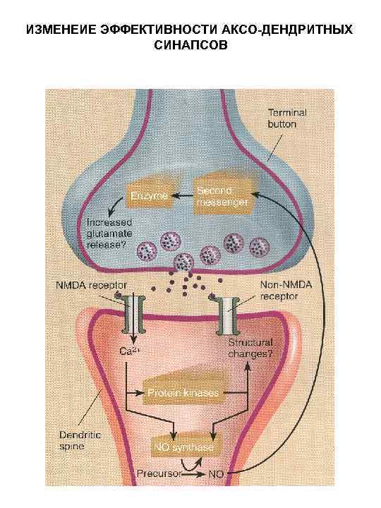 ИЗМЕНЕИЕ ЭФФЕКТИВНОСТИ АКСО-ДЕНДРИТНЫХ СИНАПСОВ 