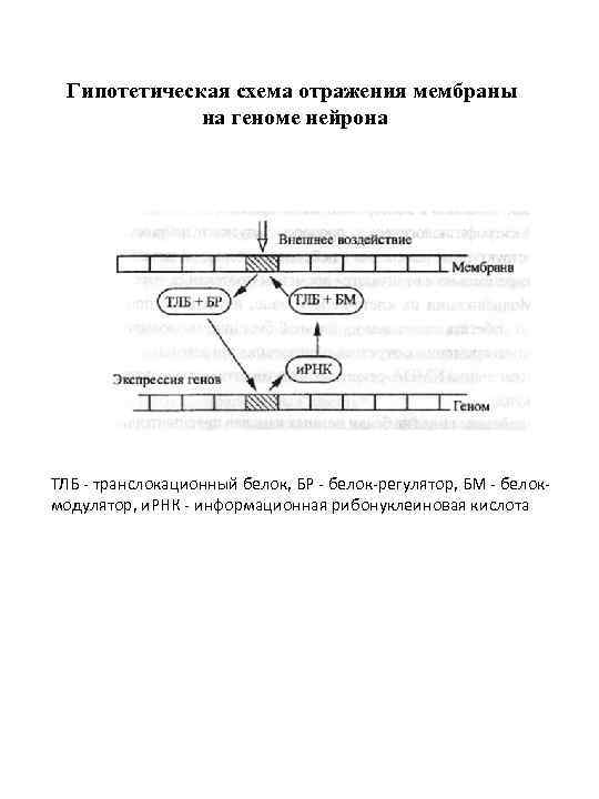 Гипотетическая схема отражения мембраны на геноме нейрона ТЛБ - транслокационный белок, БР - белок-регулятор,