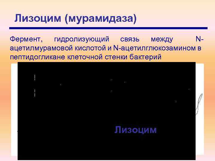 Лизоцим (мурамидаза) Фермент, гидролизующий связь между Nацетилмурамовой кислотой и N-ацетилглюкозамином в пептидогликане клеточной стенки