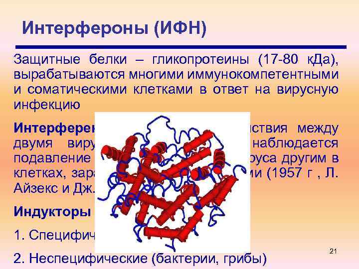 Интерфероны (ИФН) Защитные белки – гликопротеины (17 -80 к. Да), вырабатываются многими иммунокомпетентными и