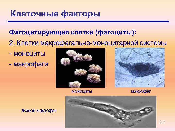 Клеточные факторы Фагоцитирующие клетки (фагоциты): 2. Клетки макрофагально-моноцитарной системы - моноциты - макрофаги моноциты