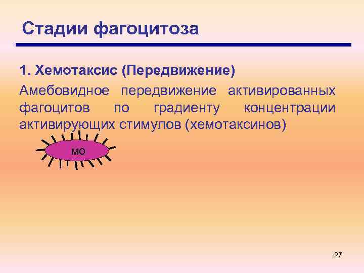 Стадии фагоцитоза 1. Хемотаксис (Передвижение) Амебовидное передвижение активированных фагоцитов по градиенту концентрации активирующих стимулов