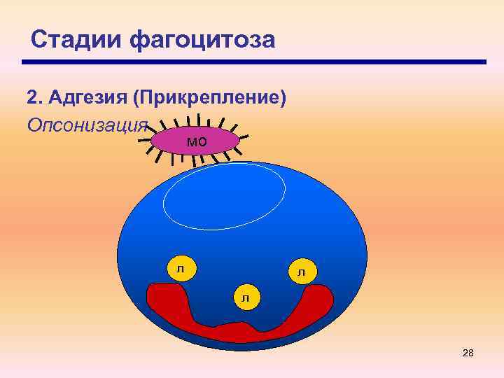 Стадии фагоцитоза рисунок