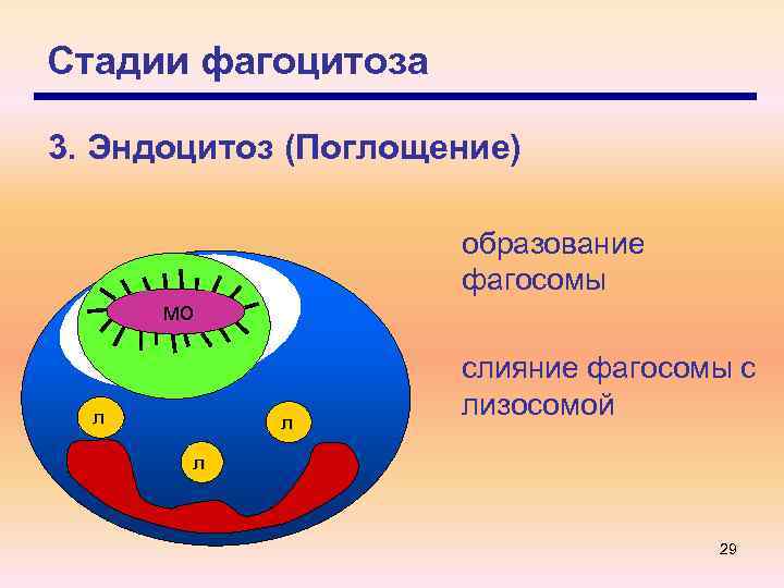 Фагоцитоз лизосома