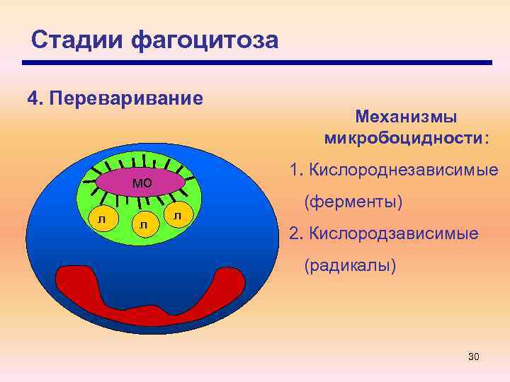 Стадии фагоцитоза 4. Переваривание 1. Кислороднезависимые мо л л Механизмы микробоцидности: л (ферменты) 2.