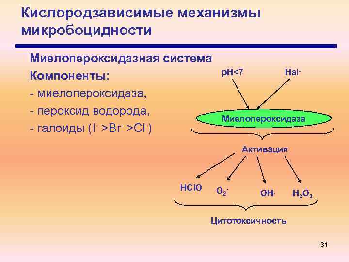 Кислородзависимые механизмы микробоцидности Миелопероксидазная система Компоненты: - миелопероксидаза, - пероксид водорода, - галоиды (I-