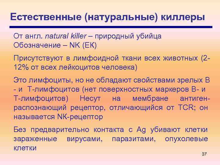 Естественные (натуральные) киллеры От англ. natural killer – природный убийца Обозначение – NK (ЕК)