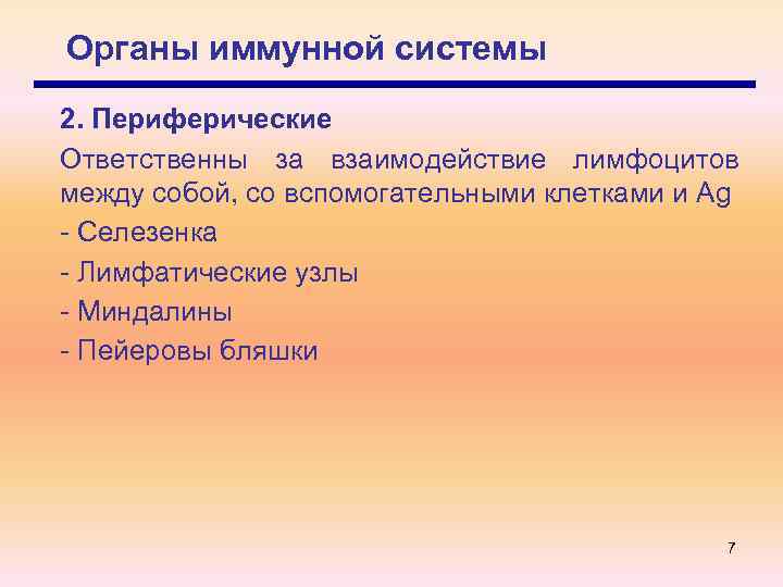 Органы иммунной системы 2. Периферические Ответственны за взаимодействие лимфоцитов между собой, со вспомогательными клетками