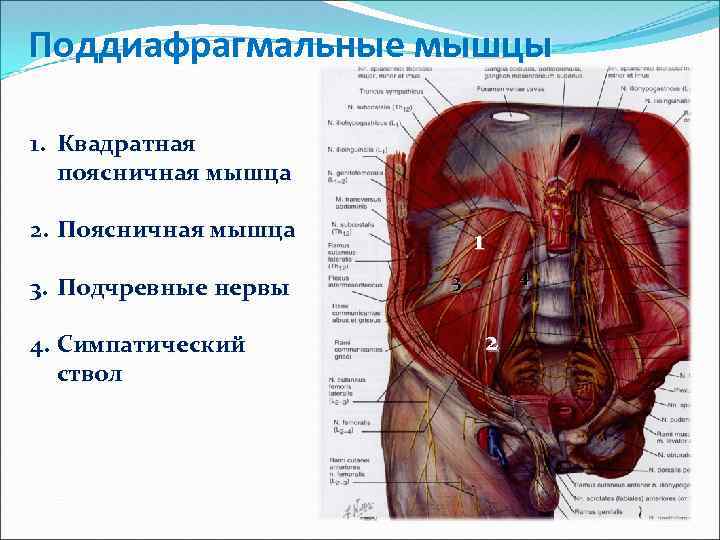 Поддиафрагмальные мышцы 1. Квадратная поясничная мышца 2. Поясничная мышца 3. Подчревные нервы 4. Симпатический