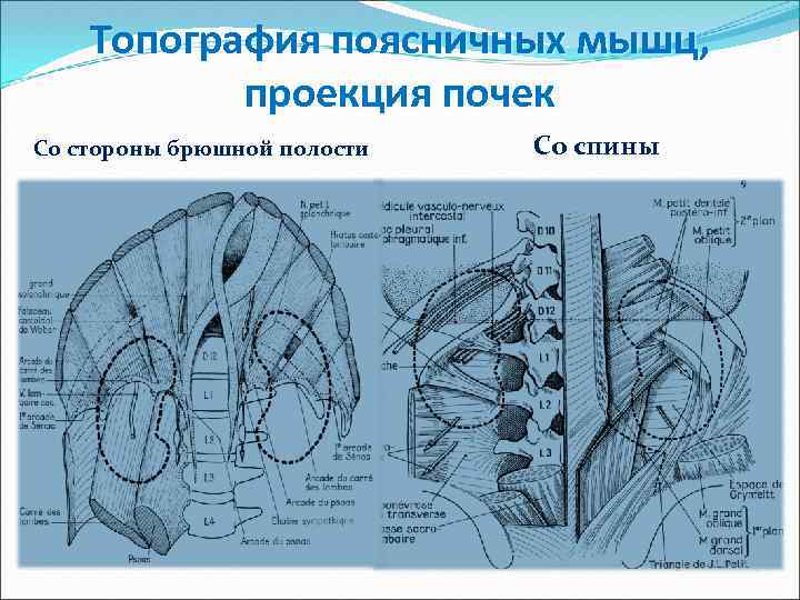 Топография поясничных мышц, проекция почек Со стороны брюшной полости Со спины 