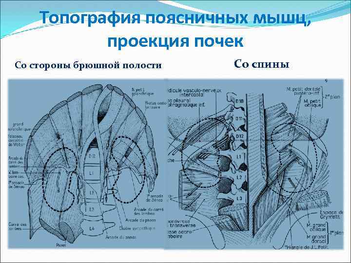 Проекция почек. Почка топография со спины. Топография мышц поясницы. Проекция почки на поясничную область.