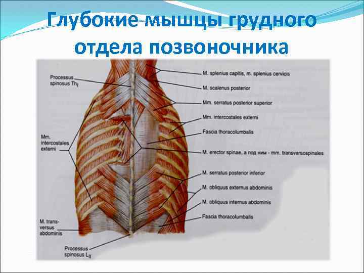 Глубокие мышцы грудного отдела позвоночника 