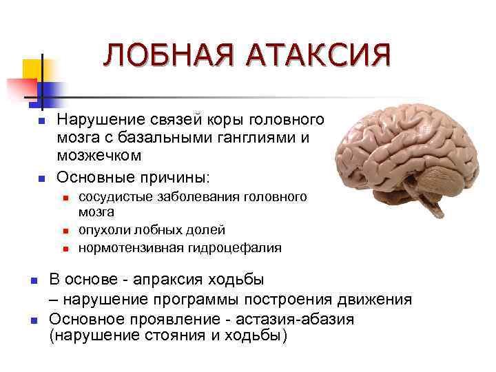 ЛОБНАЯ АТАКСИЯ n n Нарушение связей коры головного мозга с базальными ганглиями и мозжечком