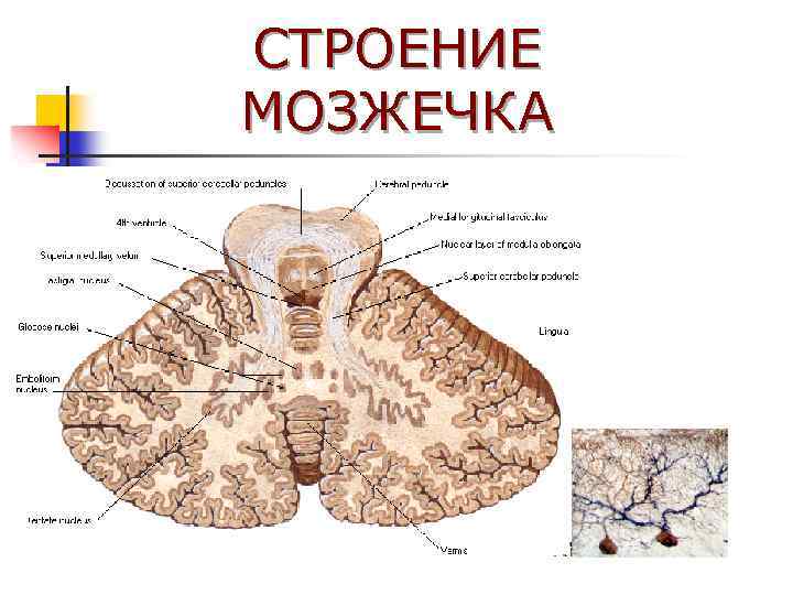 СТРОЕНИЕ МОЗЖЕЧКА 