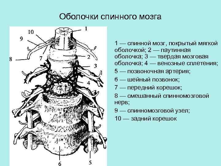 Оболочки спинного мозга. Оболочки спинного мозга шейный отдел. Оболочки спинного мозга рисунок. 5. Оболочки спинного мозга.. Спинной мозг покрыт 3 оболочками.