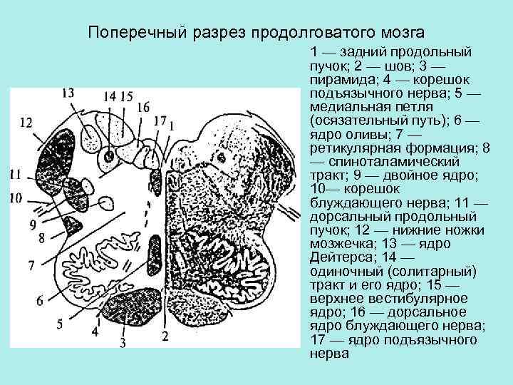 Поперечный срез продолговатого мозга схема