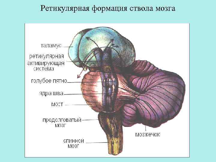 Ретикулярная формация мозга. Ретикулярная формация ствола мозга. Ретикулярная формация головного мозга функции. Ядра ретикулярной формации ствола головного мозга. Ядра ретикулярной формации продолговатого мозга.