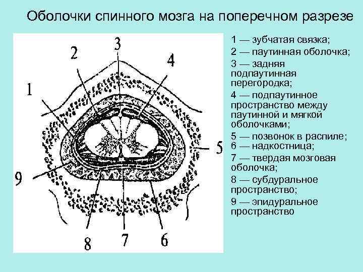 Поперечный разрез нерва рисунок