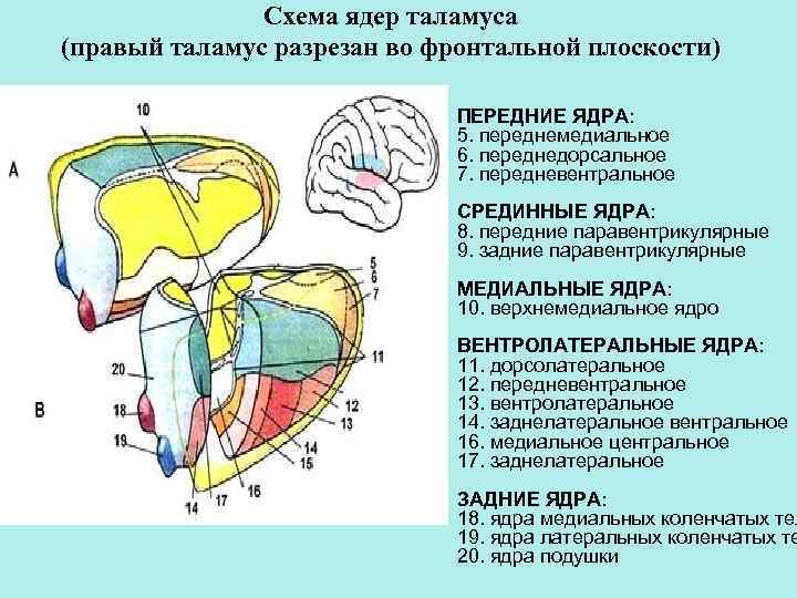 Схема ядер таламуса