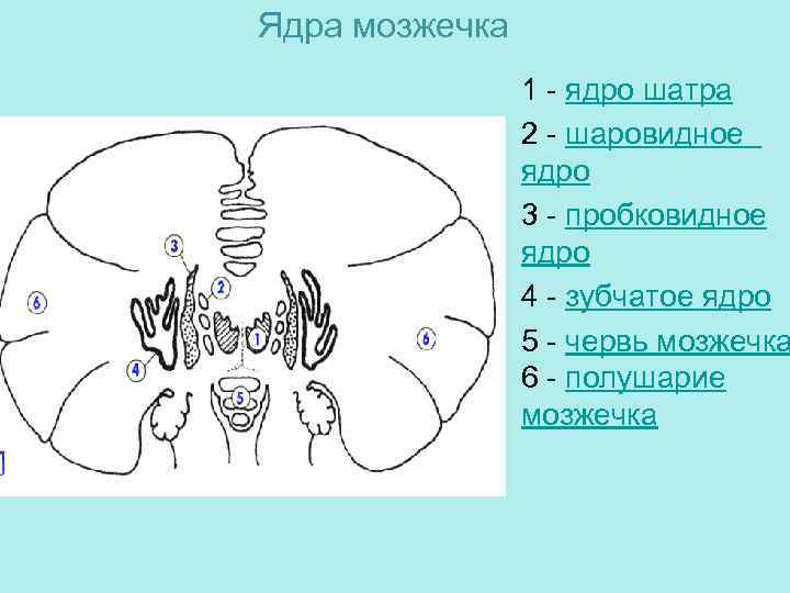 Ядра мозжечка схема