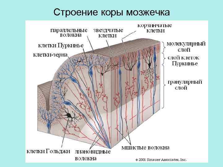 Ткань мозжечка. Строение мозжечка гистология. Строение коры мозжечка. Схема строения коры мозжечка.