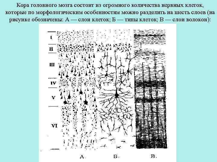 Какие клетки входят в состав коры