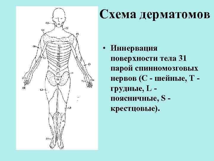 Дерматомы в неврологии схема