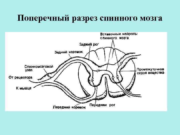 Спинной мозг поперечный разрез рисунок с подписями