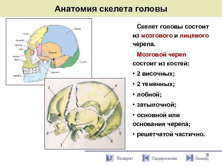 Парные кости мозгового черепа. Мозговой череп состоит из. Мелкие кости лицевого черепа. Мелкие кости лицевого черепа анатомия. Скелет головы череп состоит из мозгового и лицевого.