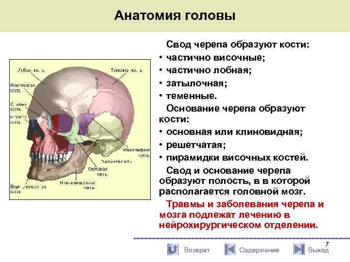 Теменная кость является костью. Кости, образующие свод мозгового черепа. Мозговой отдел свод кости.