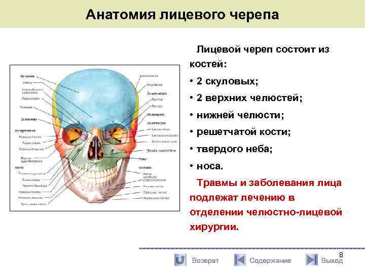 Носовая кость лицевого черепа